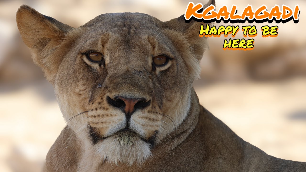 Kgalagadi 4 - Happy to be here | Nossob - Kgalagadi Transfrontier Park in Summer - Africa | SANParks