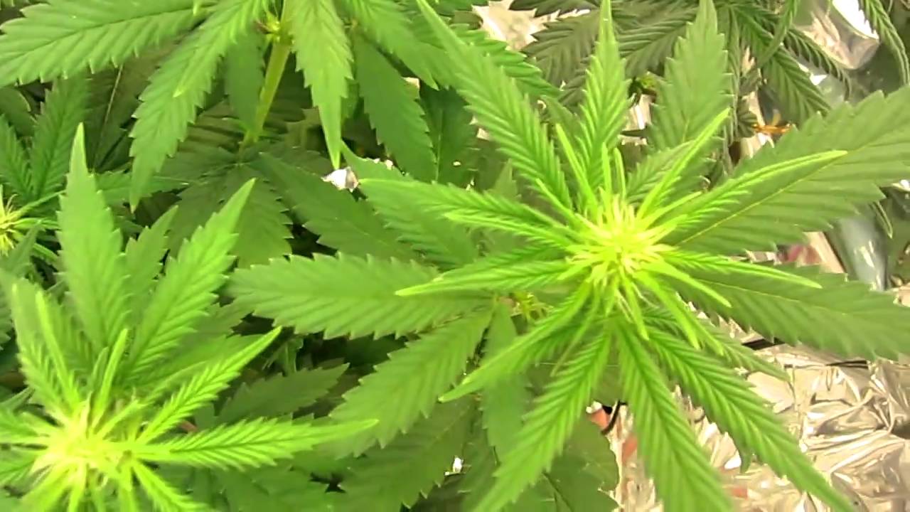 Day 38 CFL Marijuana Grow Micro