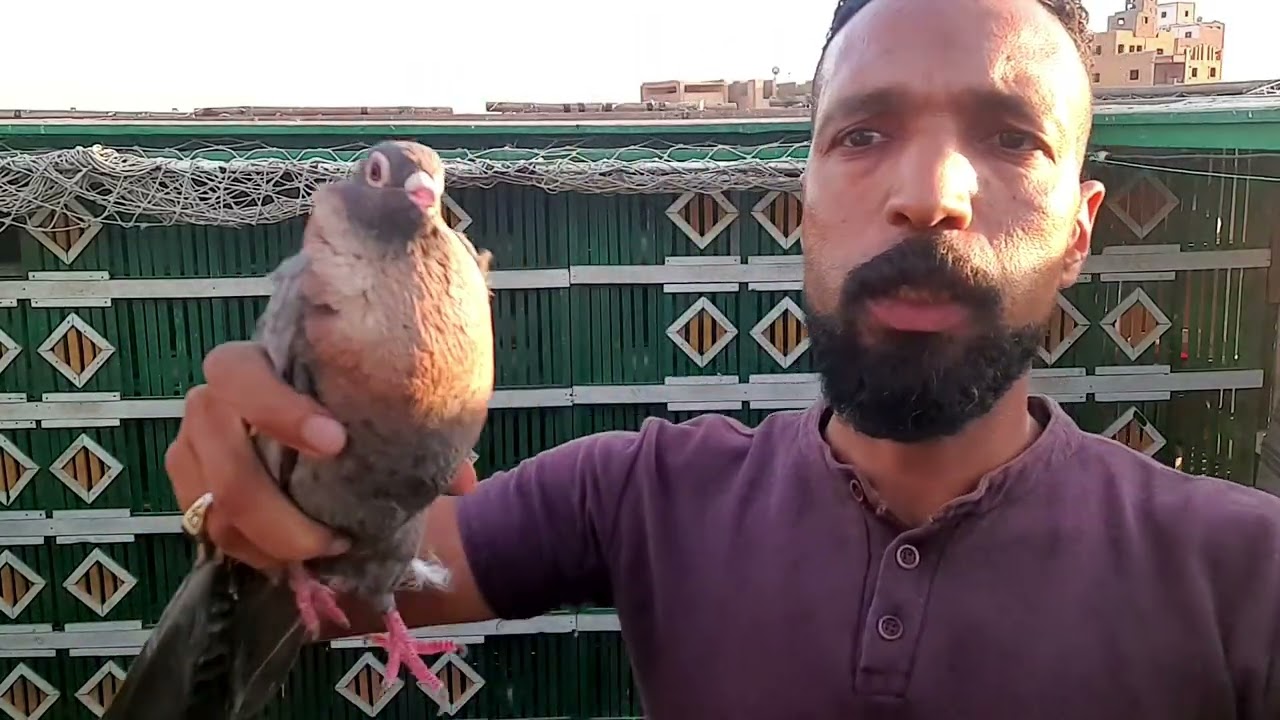 حمام الغيه كله للبيع والسعر نهائي