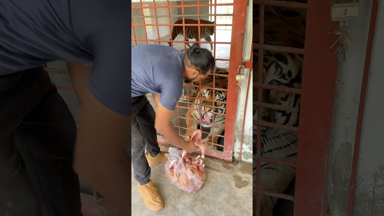 Feeding majestic Tiger😱#animallover #wildlion #liontiger #tigerlion #wildcats #animals #tiger