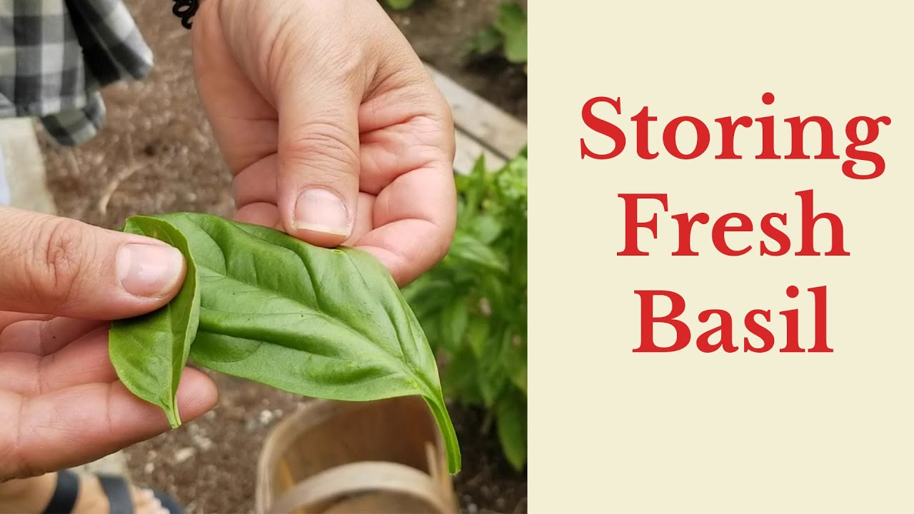 How do you store fresh basil for the short or long term in the freezer?
