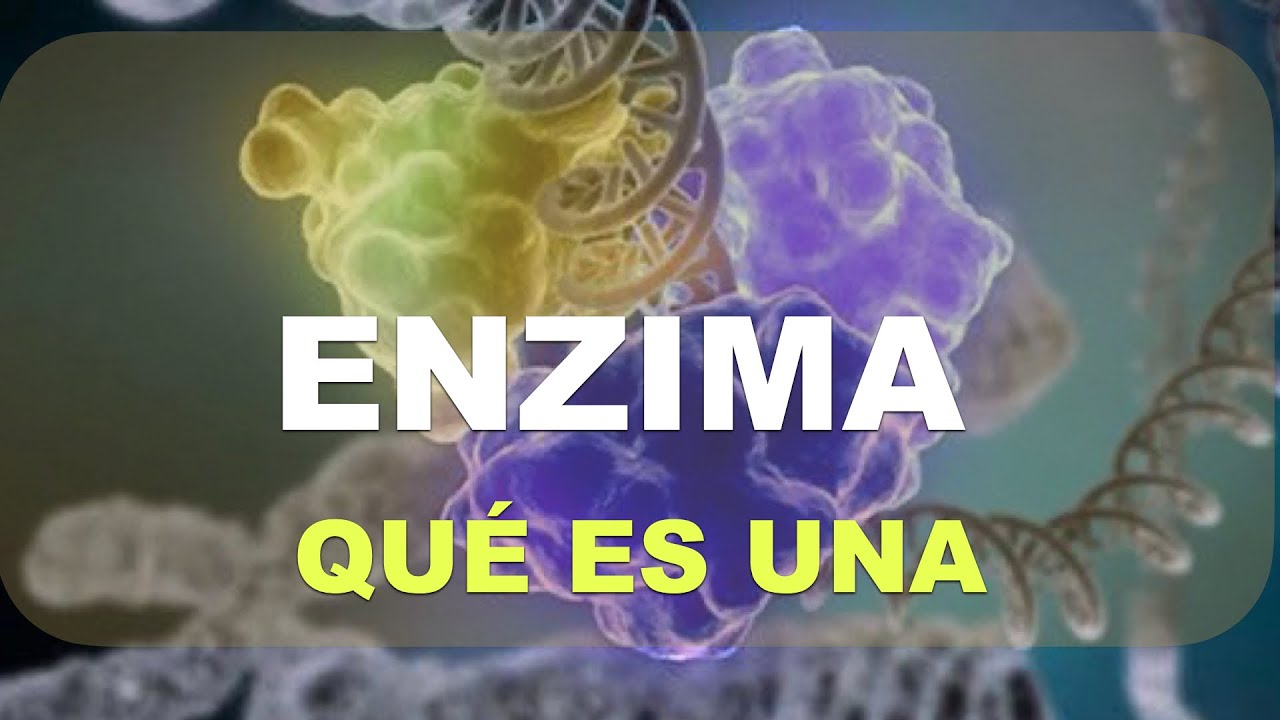 Como funcionan las enzimas
