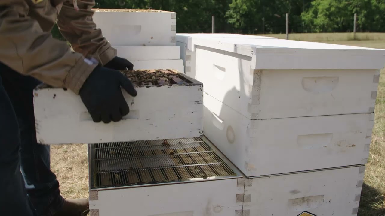 Formic Pro is an easy varroa mite treatment