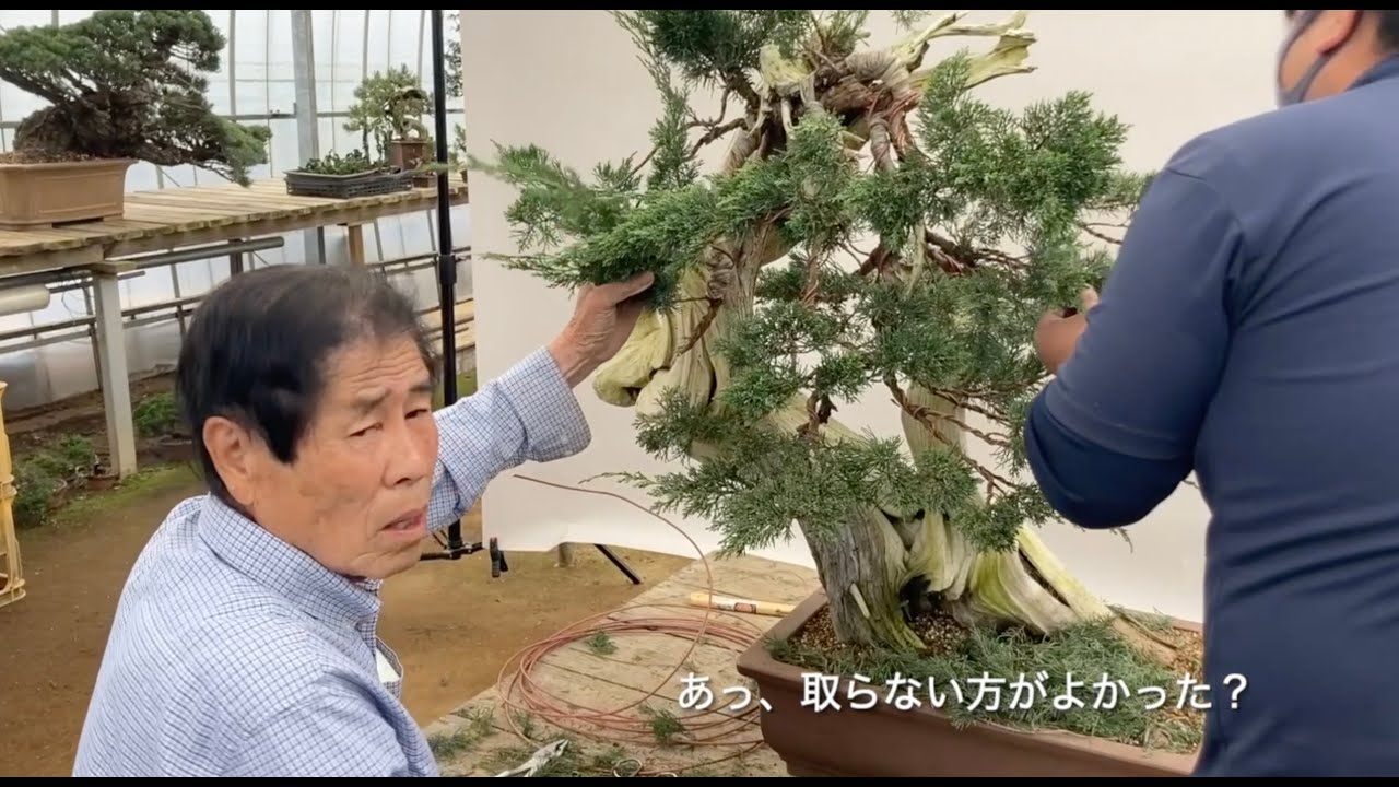 ［木村正彦　改作実技　第一弾 ］ 真柏の新木に挑む！　近代盆栽2023年10月号より #masahikokimura #bonsai #shimpaku