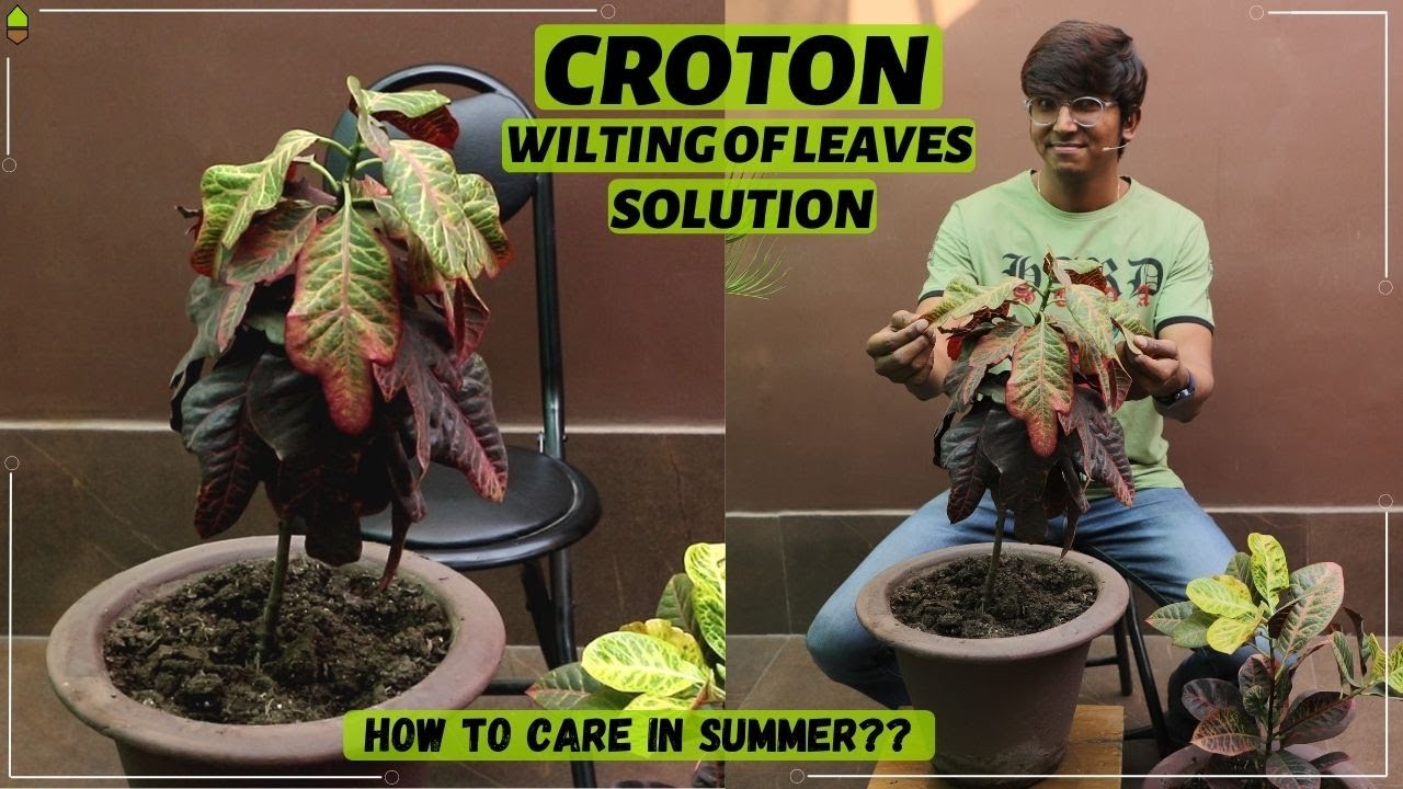 CROTON Summer Care | Wilting of Leaves | Dos and Don't | Solution