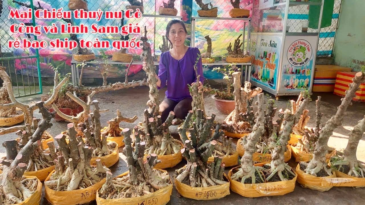 Săn Bonsai Đẹp Rẻ 19/1 Mai CT Gò Công, Linh Sam - LH #0939046405 Nhật Truyền