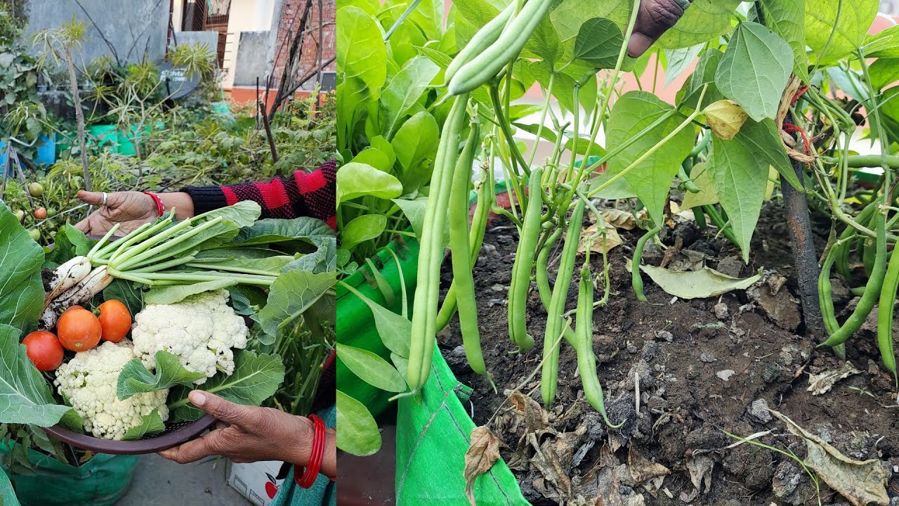 ||  ❄जनवरी❄ महीने की 🥬ऑर्गेनिक🥦 हार्वेस्टिंग  || Beans,टमाटर,मूली,नींबू और अन्य सब्जियां |