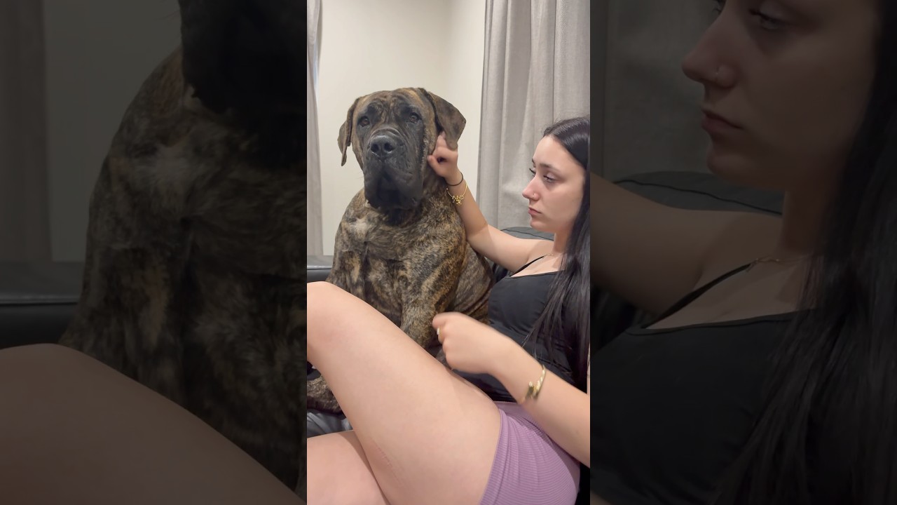 Big Boerboel Kisses