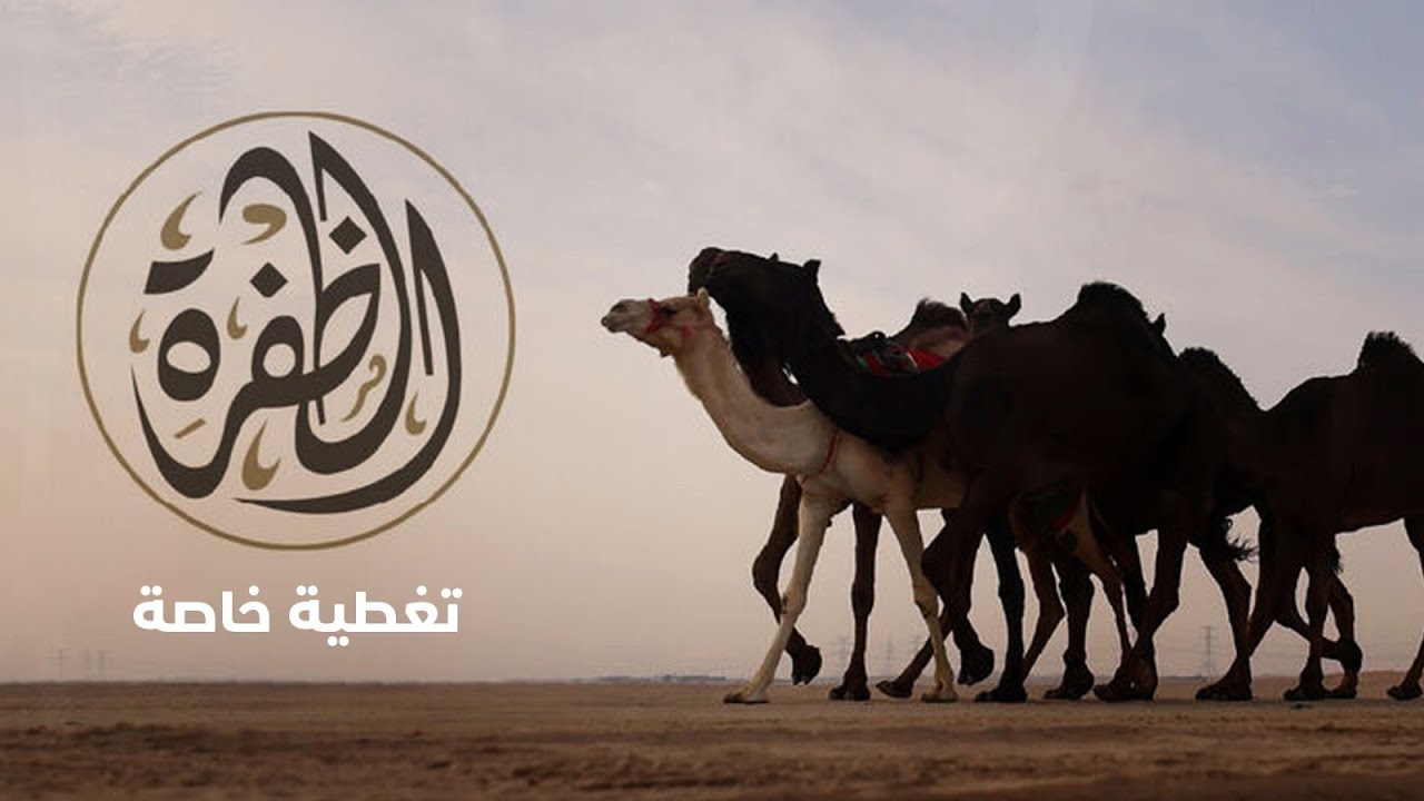 مباشر |  إعلان نتائج #مزاينة_الظفرة بـ #مهرجان_الظفرة_الدورة_18  29-1-2025