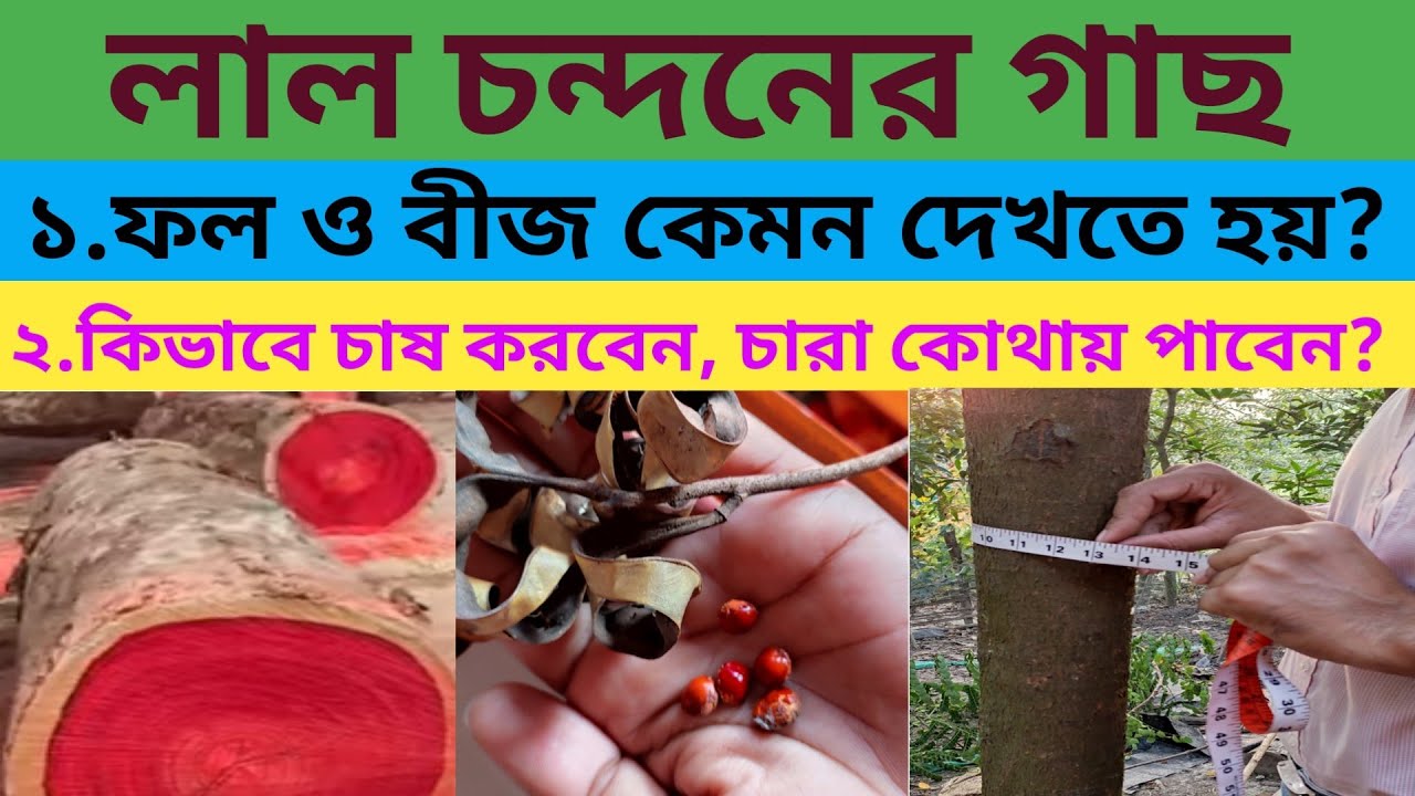 Sandalwood cultivation/chandan gach chas/  লাল চন্দন চাষ#geoedututorial#