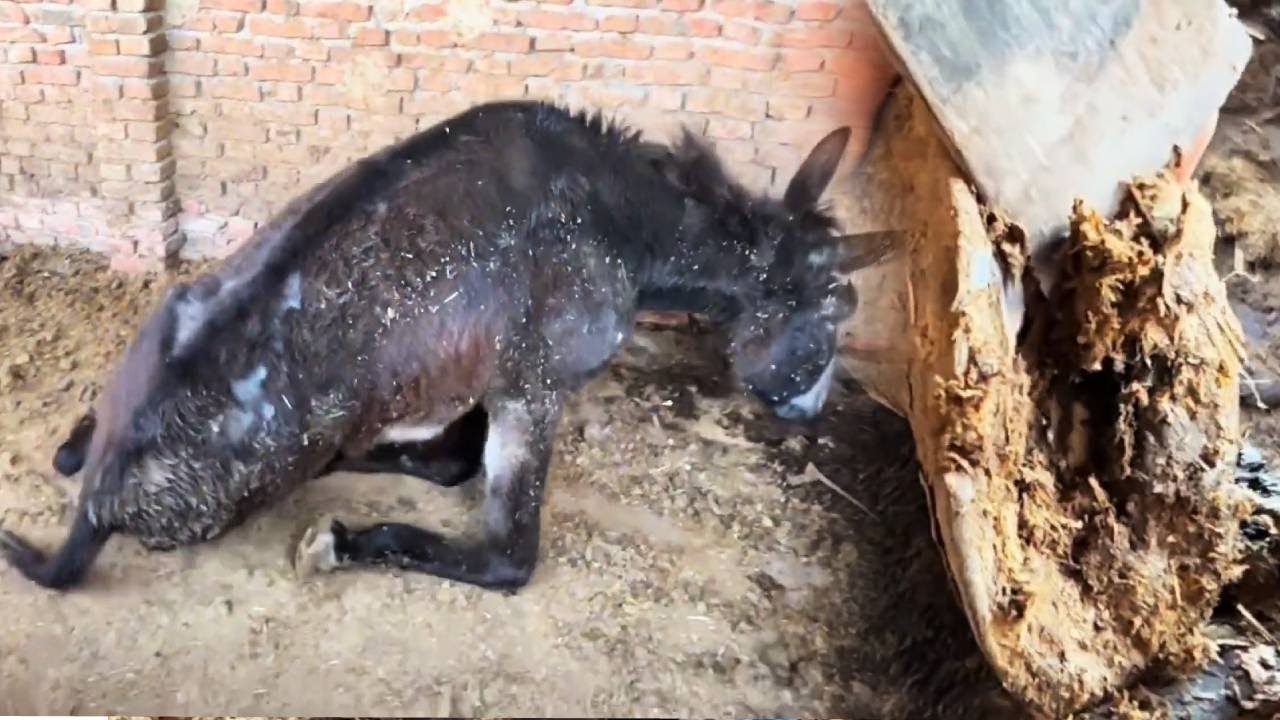 拯救病驴！驴啼干枯竟然拔出螺丝钉，师傅修完蹄子立马活蹦乱跳！