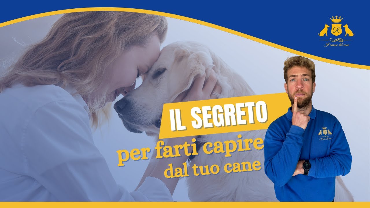 Il più grande errore che commetti quando parli al tuo cane – e non lo sai nemmeno!
