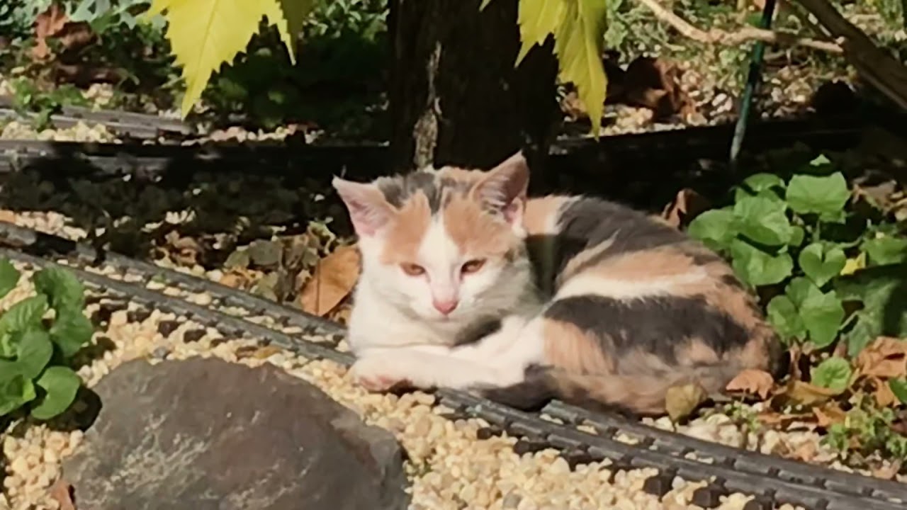 Katzen Dampf Video