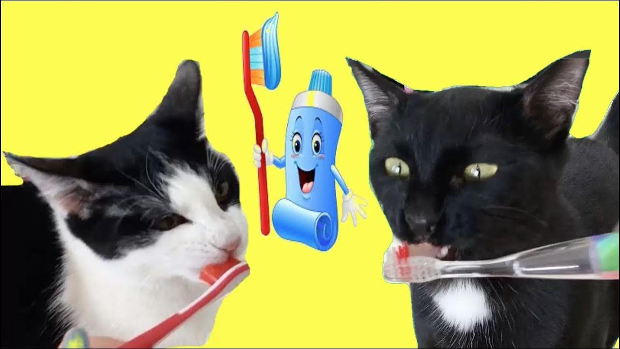 Lavarse los dientes con mis gatitos bebés Luna y Estrella con canciones y colores para niños