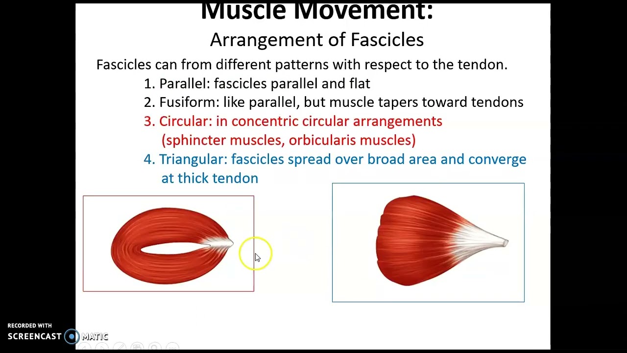 Chapter 11: The Muscular System Topics Fascicle Arrangements and Muscles that Move the Scapula