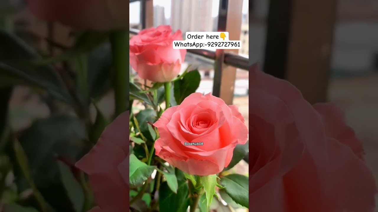 buy rare variety rose plant online shopping#rose #rosecaring #plants #gardening #flowers #online