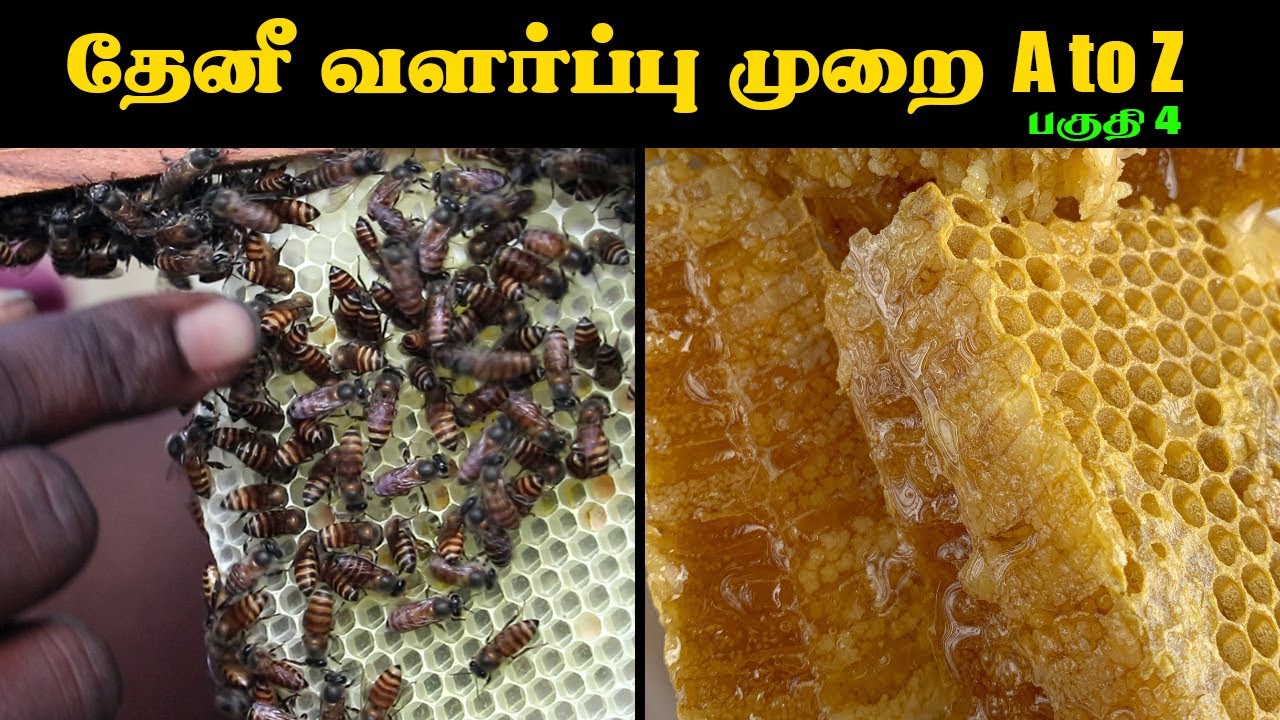 Honey Bee Farming Ideas in Tamil | How to Build a Successful Farm [Business Ideas] Part 4 #ytviral