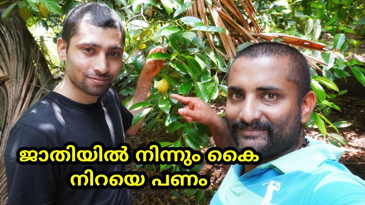 ജാതിക്ക കൃഷിയുമായി ഒരു യുവ കർഷകൻ | Jathikka krishi