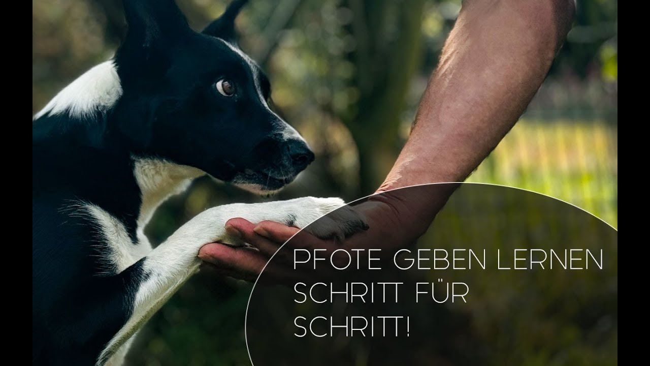 Pfote geben in 5 Minuten &ndash; So bringst du deinem Hund den Klassiker bei!