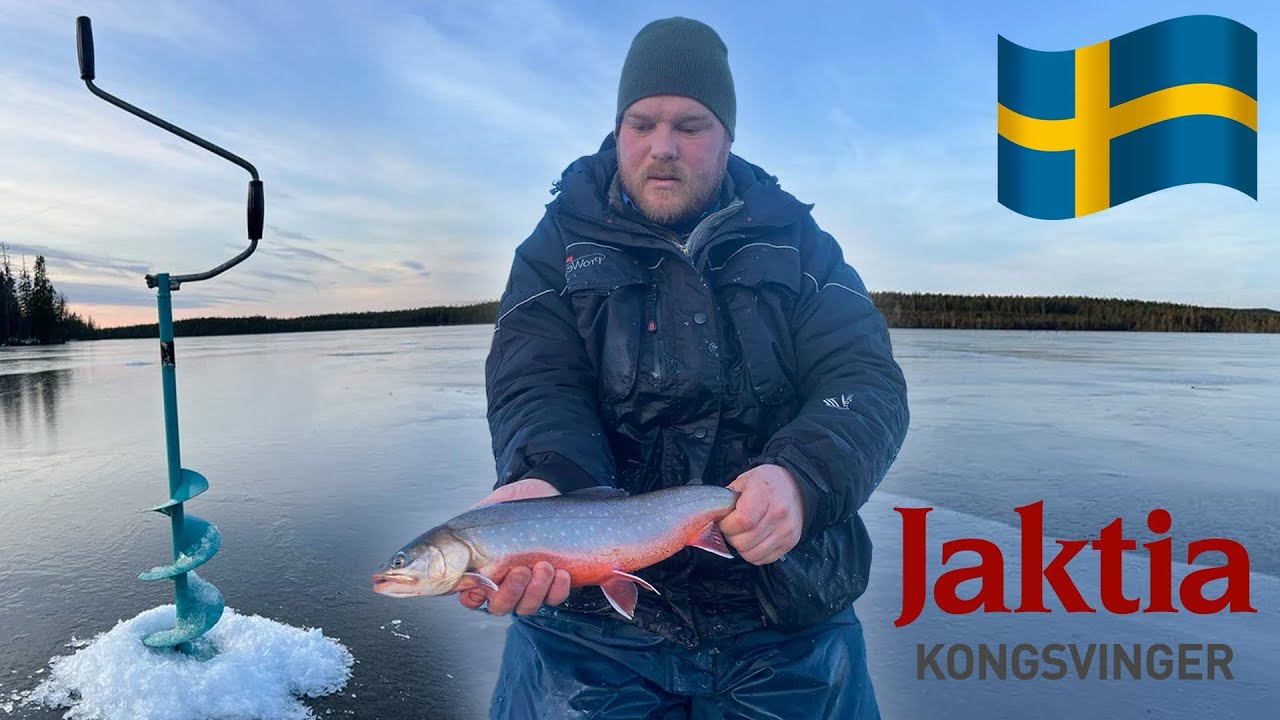 Isfiske røye i Sverige!