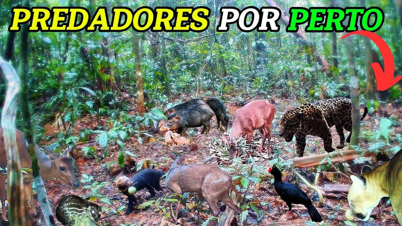 Onça pintada e a onça parda ameaçam veados mateiro, veados roxo, e muitos outros animais na floresta