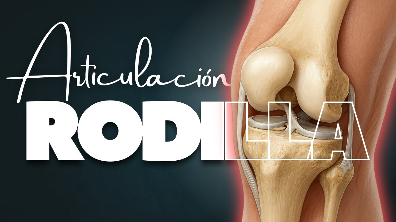 🔥ARTICULACION DE LA RODILLA en 3D | Huesos, ligamentos y movimientos