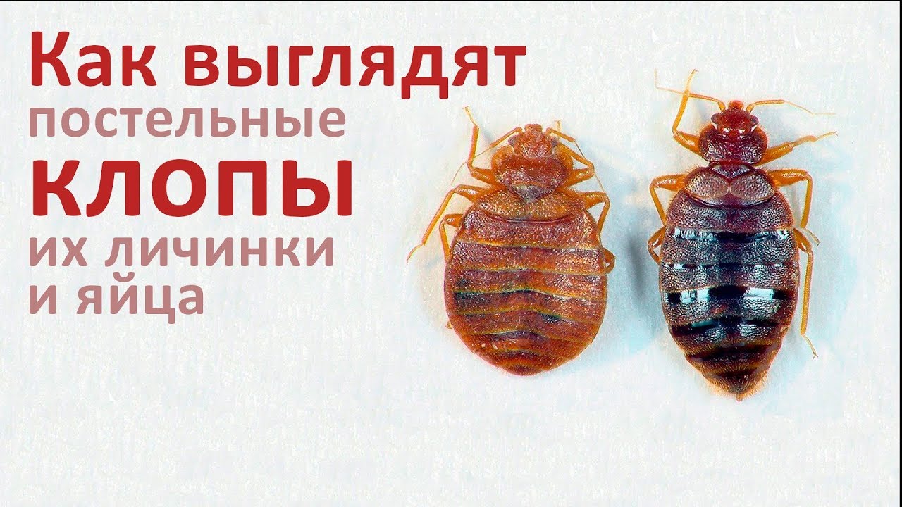 Как выглядят постельные клопы, их личинки и яйца