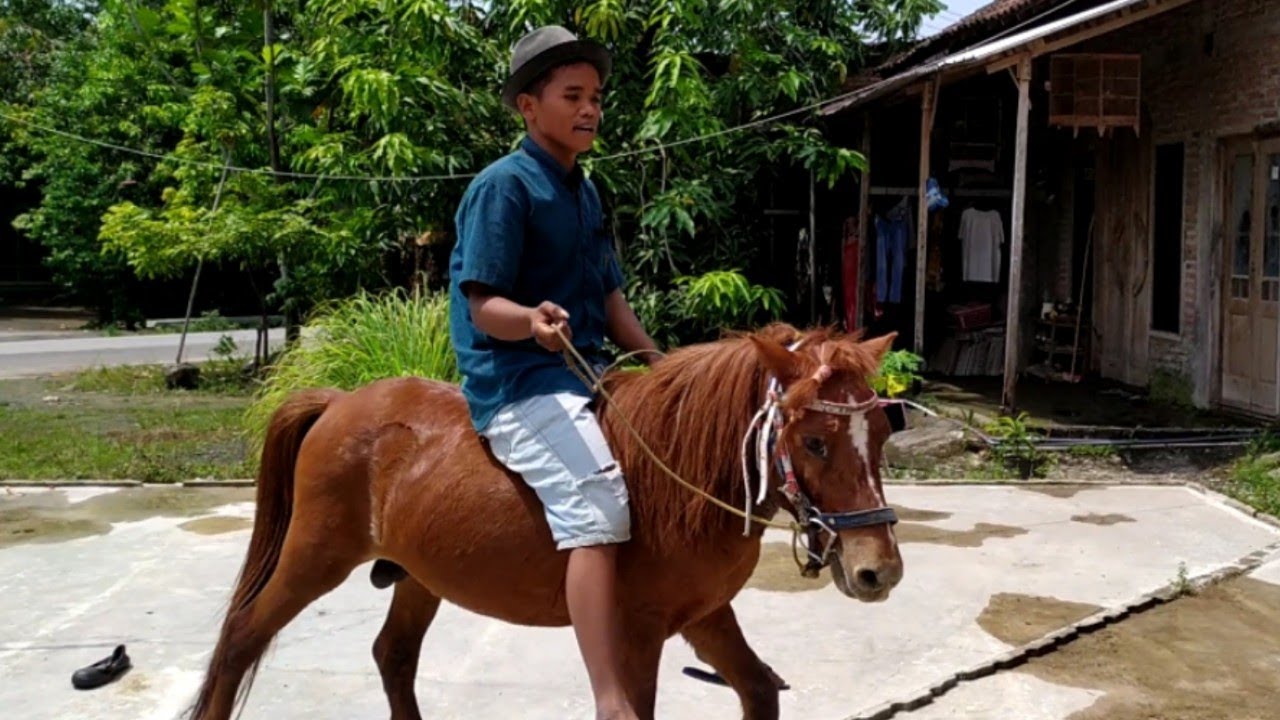 Kuda 🐎 PONI, lucu dan murah harganya
