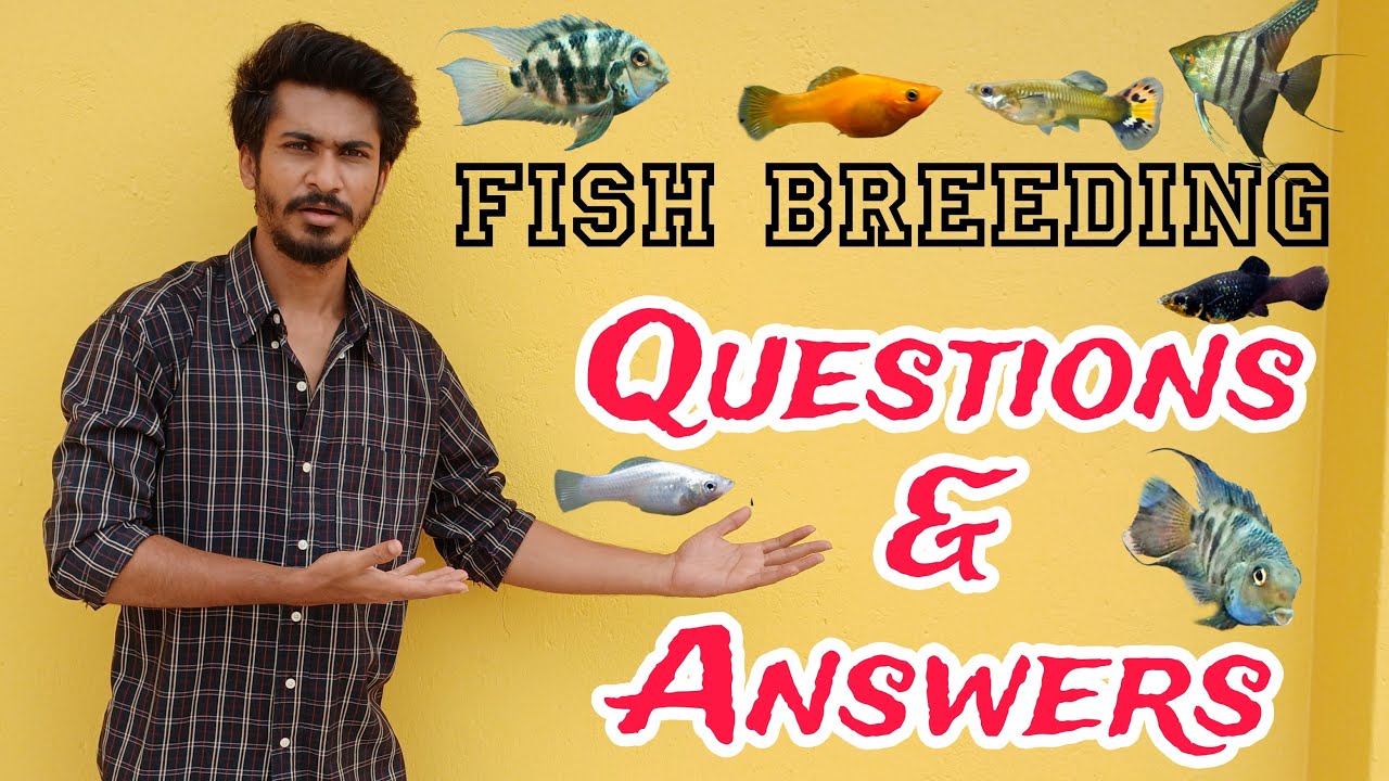 Molly and Guppy fish breeding Tip in Winter
