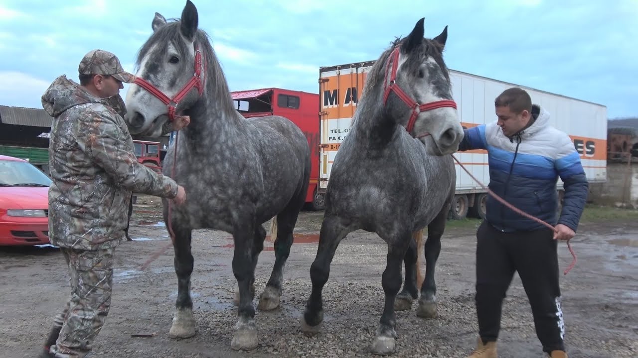 Caii lui Marcel de la Bogei, Bihor - Romania - Merita vazut !!! 2018