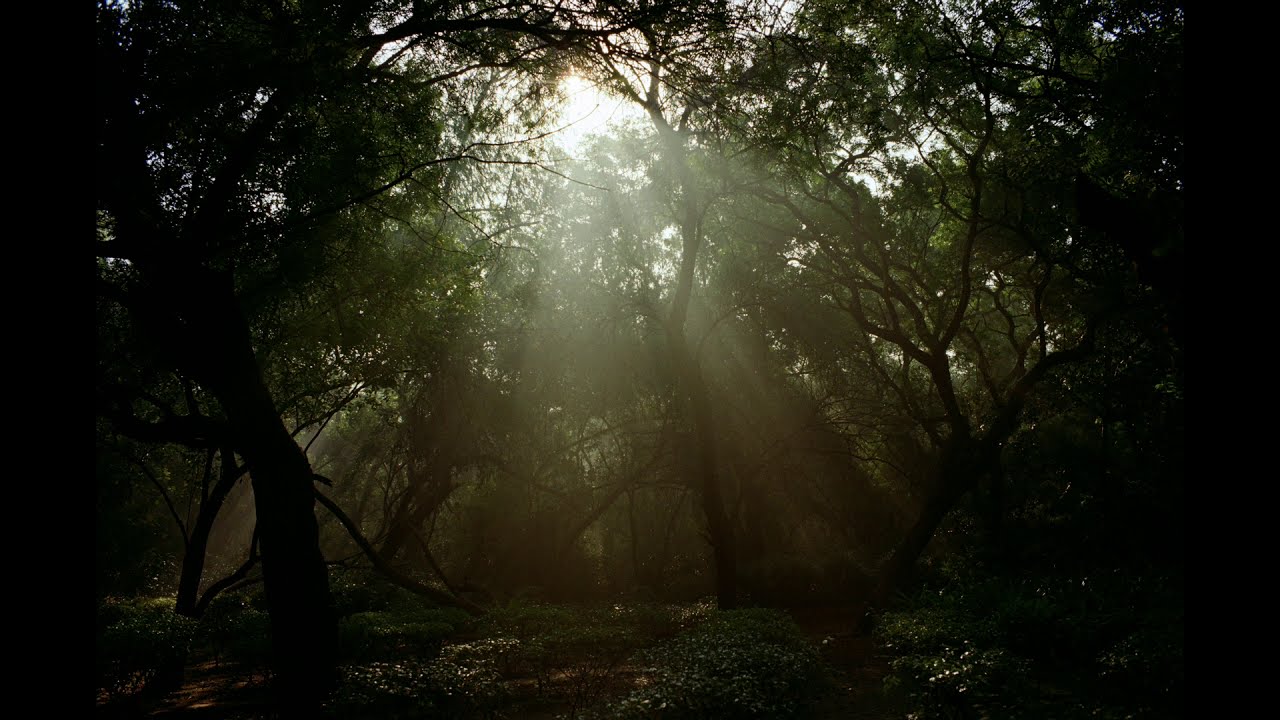 The Forest | Leica MP | Analogue Photography