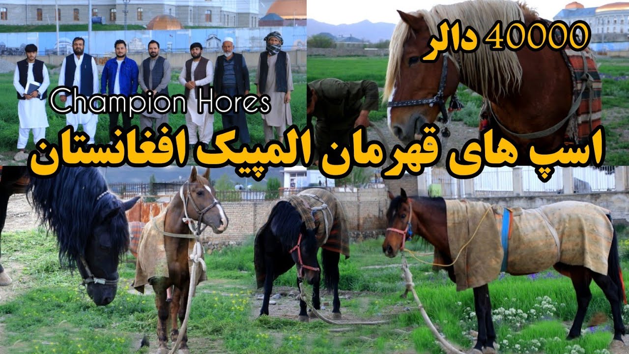اسپ های بزکشی تیم ملی افغانستان گذارش با ریس فدراسیون بزکشی قیمتی ترین اسپ ها - Champion horses