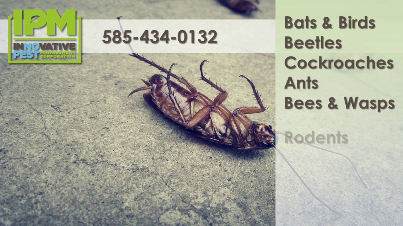 Innovative Pest Management, Corp. | Rochester NY Pest Control
