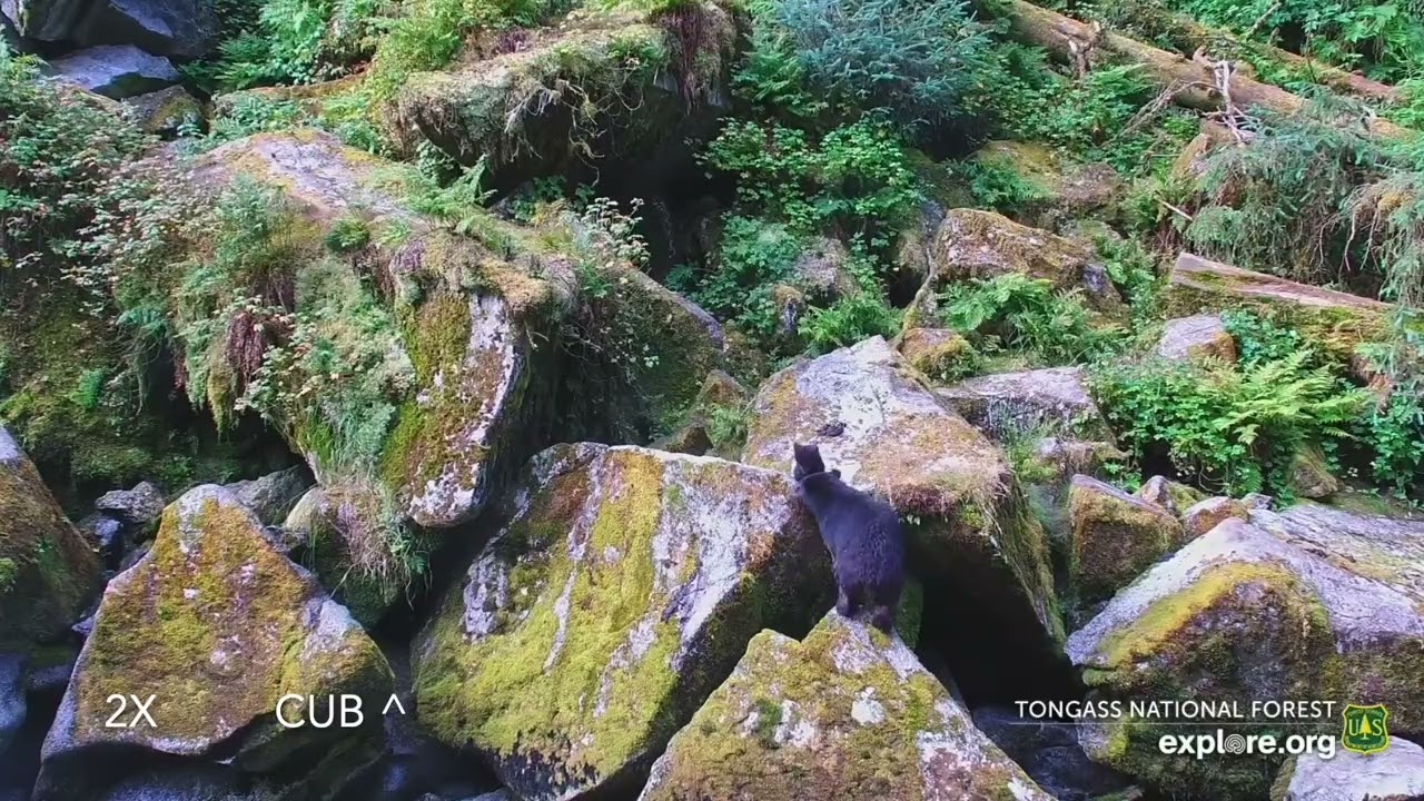 2025-07-21: Lone cub gets pushed over cliff (explore.org)