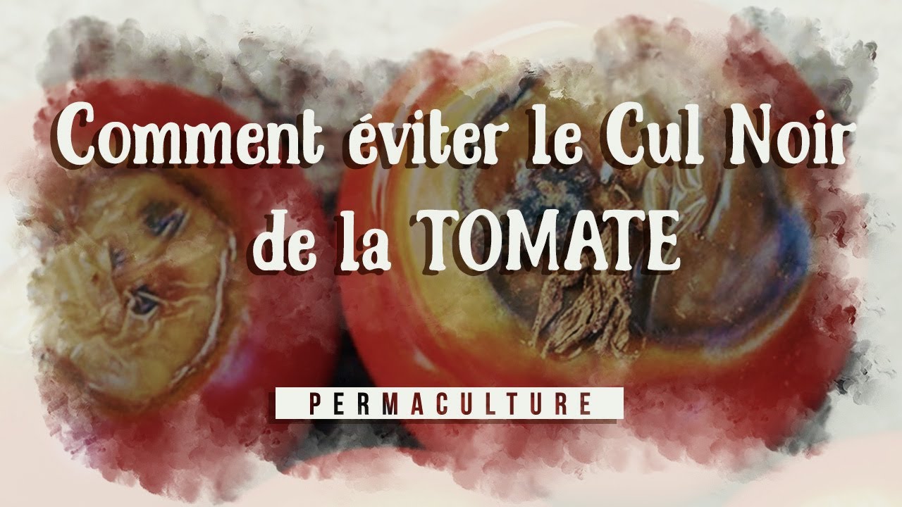 Le cul noir de la tomate : COMMENT L'EVITER ?    #necroseapicaledelatomate