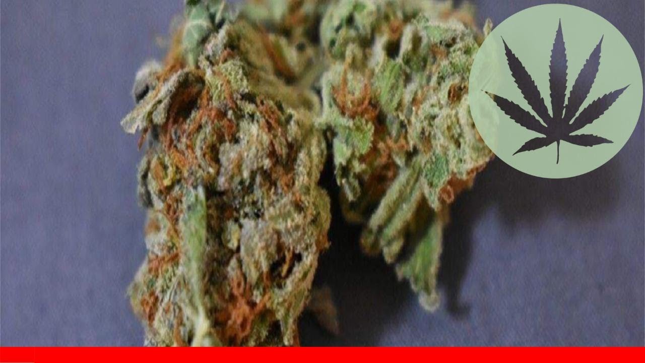 Flowerbomb Kush - All About This Strain