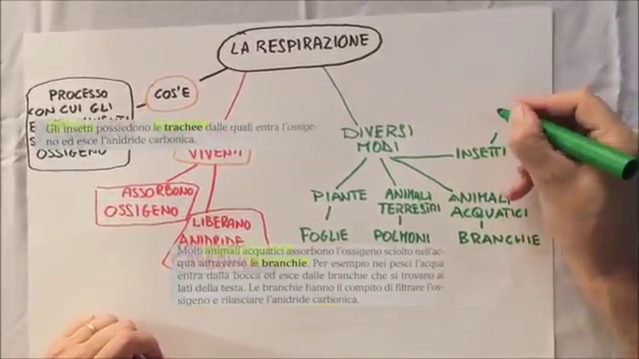 FARE UNA MAPPA CONCETTUALE