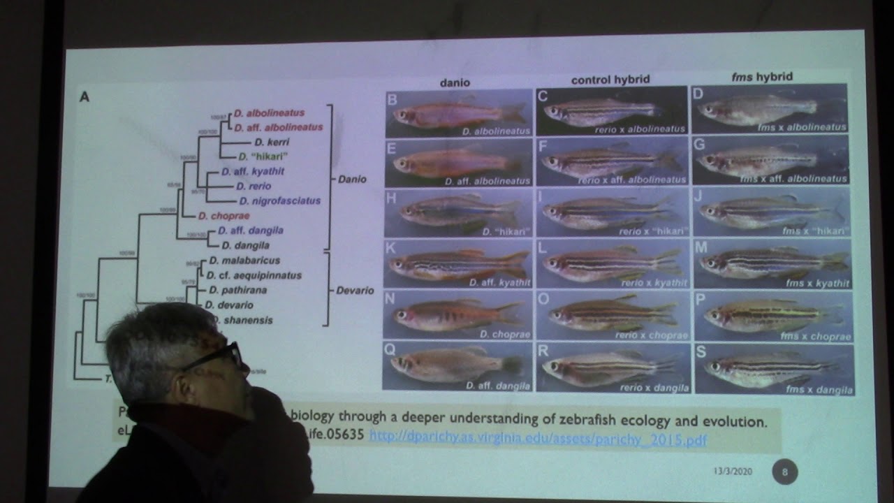 Zebrafish 1A Origins and Phylogenetic Relationships