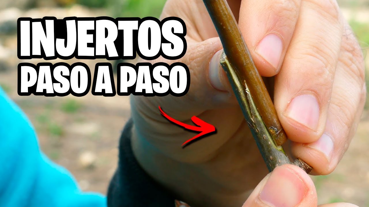 ¿Como HACER INJERTOS? Tan Fáciles que son MAGIA en tus PLANTAS | La Huerta de Ivan