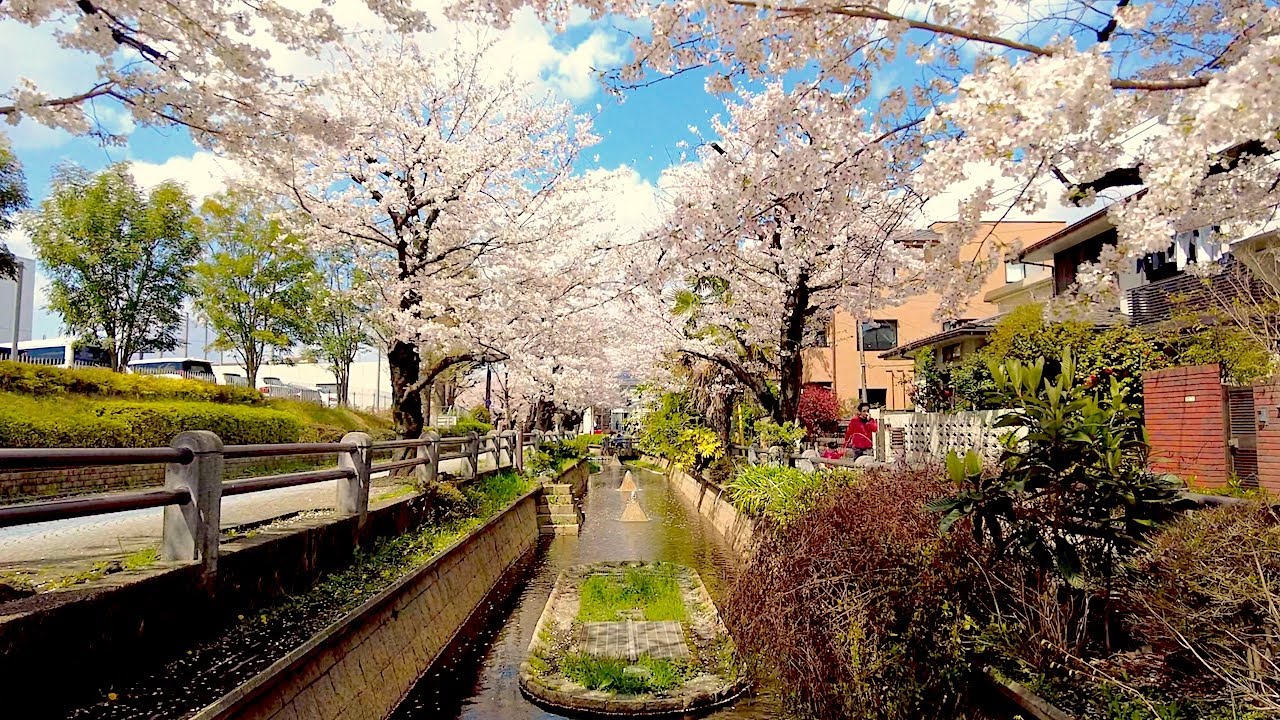 [4K] Tokyo Sakura Walk - Cherry Blossom on Nomikawa and Kakinokizaka Paths (No Rain Version)