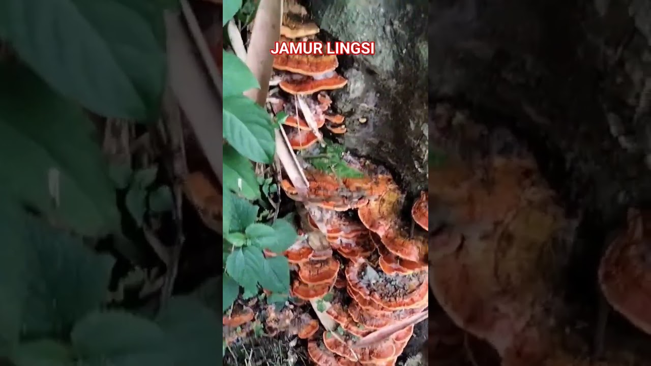 JAMUR LINGSI