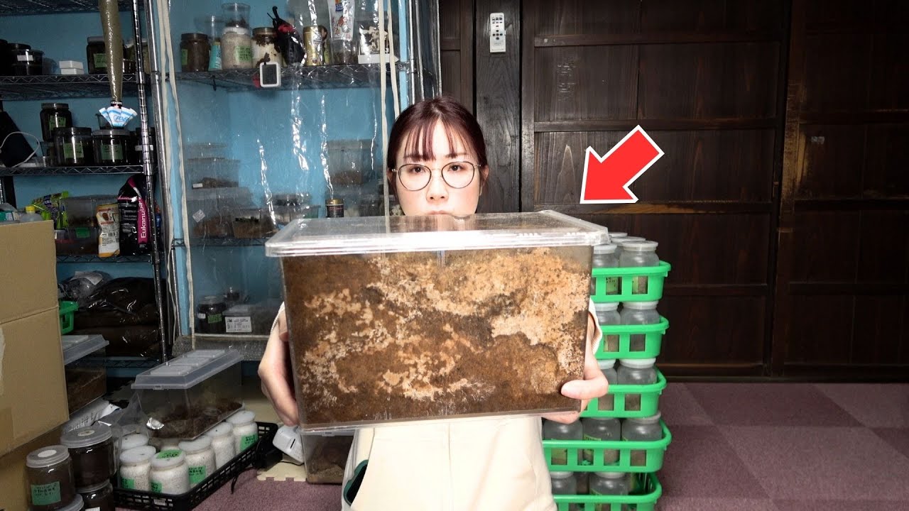 なかなか累代が上手くいかないクワガタのセットを開けます