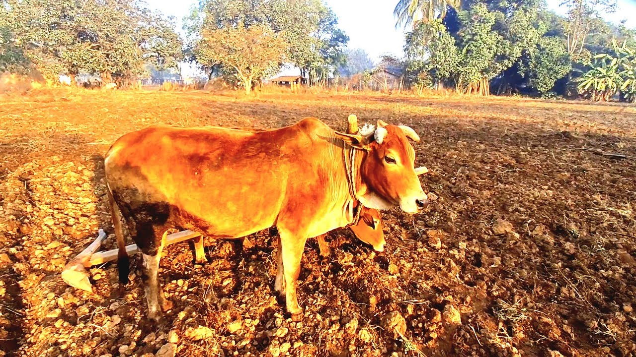 Aaj Ka Mera  Kam ( Work ) ||  Village  Work 😑 😒. 