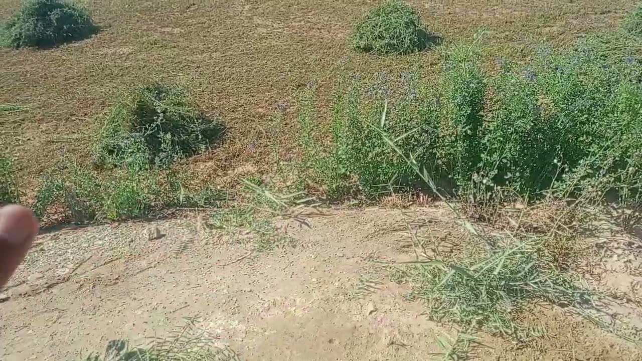 الوادي الجديد الفرافرة ردي علي ايلي مالوش اسم  01122474189