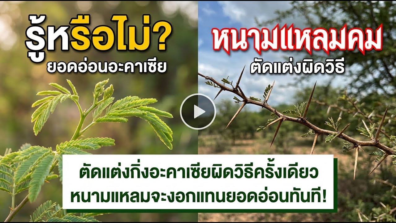 ตัดผิดครั้งเดียว ต้นอคาเซียออกหนามแทนยอดอ่อน! วิธีแก้และป้องกัน