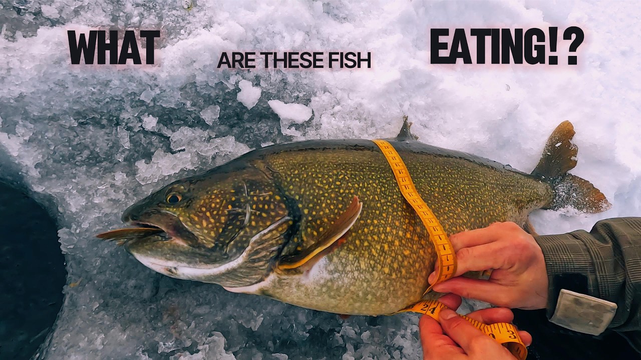 What are these fish eating!?