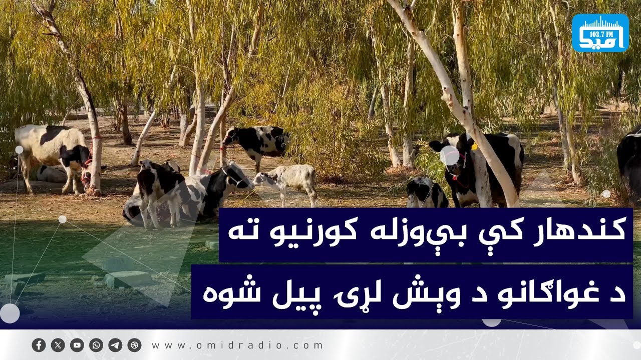 کندهار کې بې‌وزله کورنیو ته د غواګانو د وېش لړۍ پیل شوه