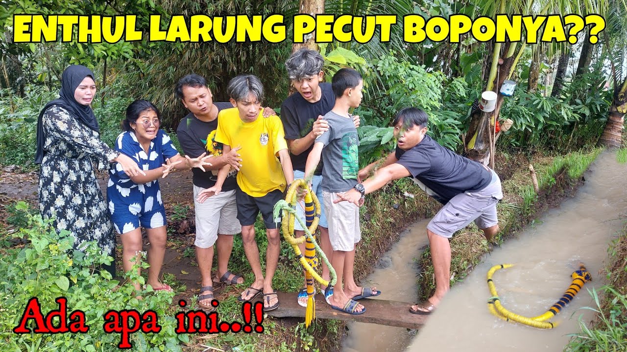 ENTHUL MARAH&LARUNG PECUT BOPONYA || Apa yang terjadi dengan Enthul..!!