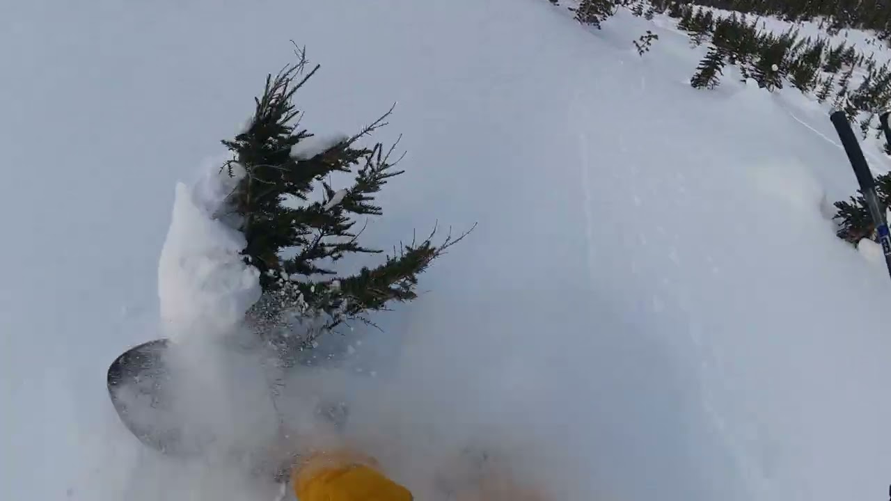 Great Canadian Heli skiing Powder in the trees