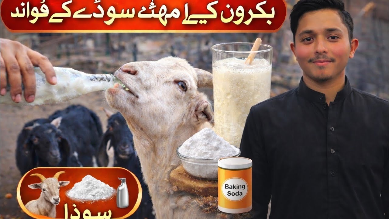 Bakra Care Tips | Meetha Soda ka Kamal